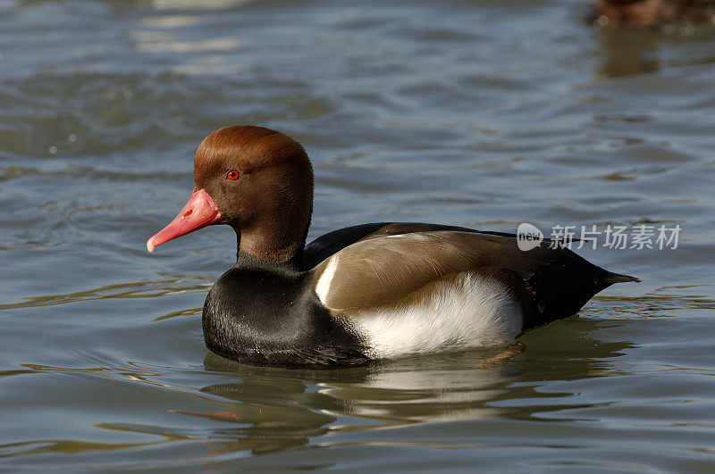 红冠潜鸭(Netta rufina)